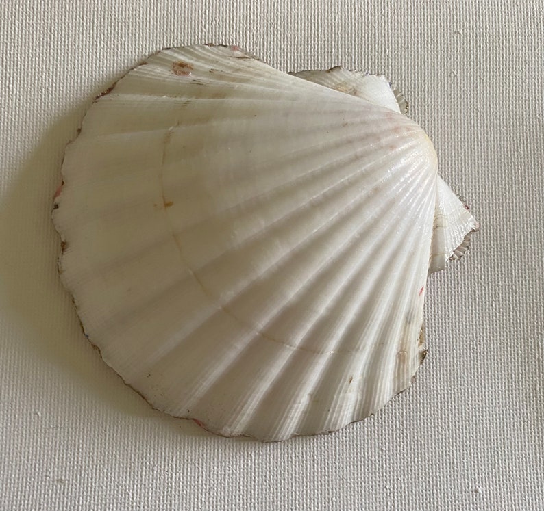 May include: A white seashell with a ribbed texture. The shell is closed and has a slightly pink hue around the edges.