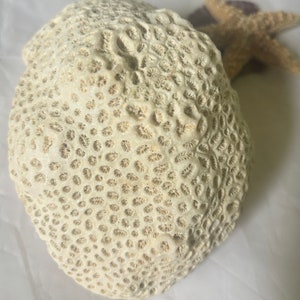 Könnte beinhalten: Nahaufnahme einer weißen Koralle mit strukturierter Oberfläche. Die Koralle ist rund und mit kleinen Löchern bedeckt.