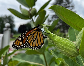 Milkweed (Asclepias syriaca), 25 Common Milkweed seeds with Free Shipping!