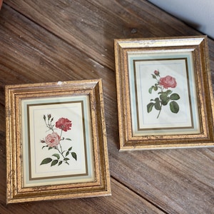 Vintage Rose Botanical Prints in Gold Frames: Shabby Chic Cottagecore Set