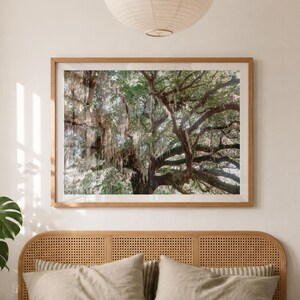 May include: A framed landscape photograph of a large oak tree with hanging Spanish moss, displayed above a bed with a light brown cane headboard, striped bedding, and a chunky knit throw blanket in a room with a green lamp and a plant.