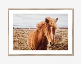 Horse Wall Art Icelandic Print Photography Equine Portrait Fine Rustic Farmhouse Decoration Neutral Design Equestrian Gift Enthusiast Print