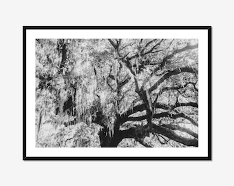 Tree of Life Oak Tree Print Black and White Nature Photography Large Moody Woodland Wall Art Rustic Farmhouse Decor Peaceful Nature Gift