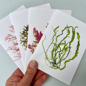Set of 4 Irish Seaweed Greeting Cards, Beach Stationery, Blank Note Cards, Strangford Lough Seaweed Collection.