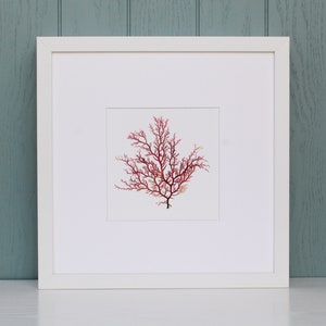 Pressed Seaweed Print, Pink Seaweed, Cock&#39;s Comb, Unframed Giclée Fine Art Print, Irish Seaweed, Coastal Art.