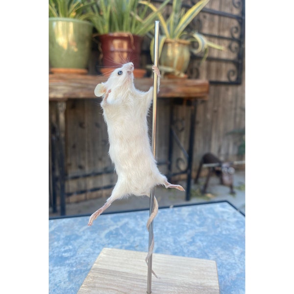 Stripper Mouse Taxidermy