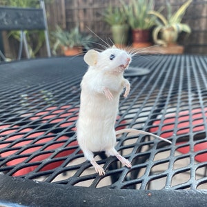 Puede incluir: Un ratón blanco con ojos negros se para sobre una mesa de metal negro con un patrón de rejilla roja.