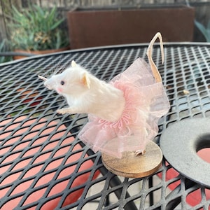 May include: A white taxidermied mouse wearing a pink tutu, standing on a wooden base. The mouse is posed in a dancing position with its tail curled up behind it.