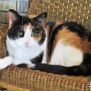 May include: A calico cat with green eyes sits on a wicker chair. The cat is looking directly at the camera.
