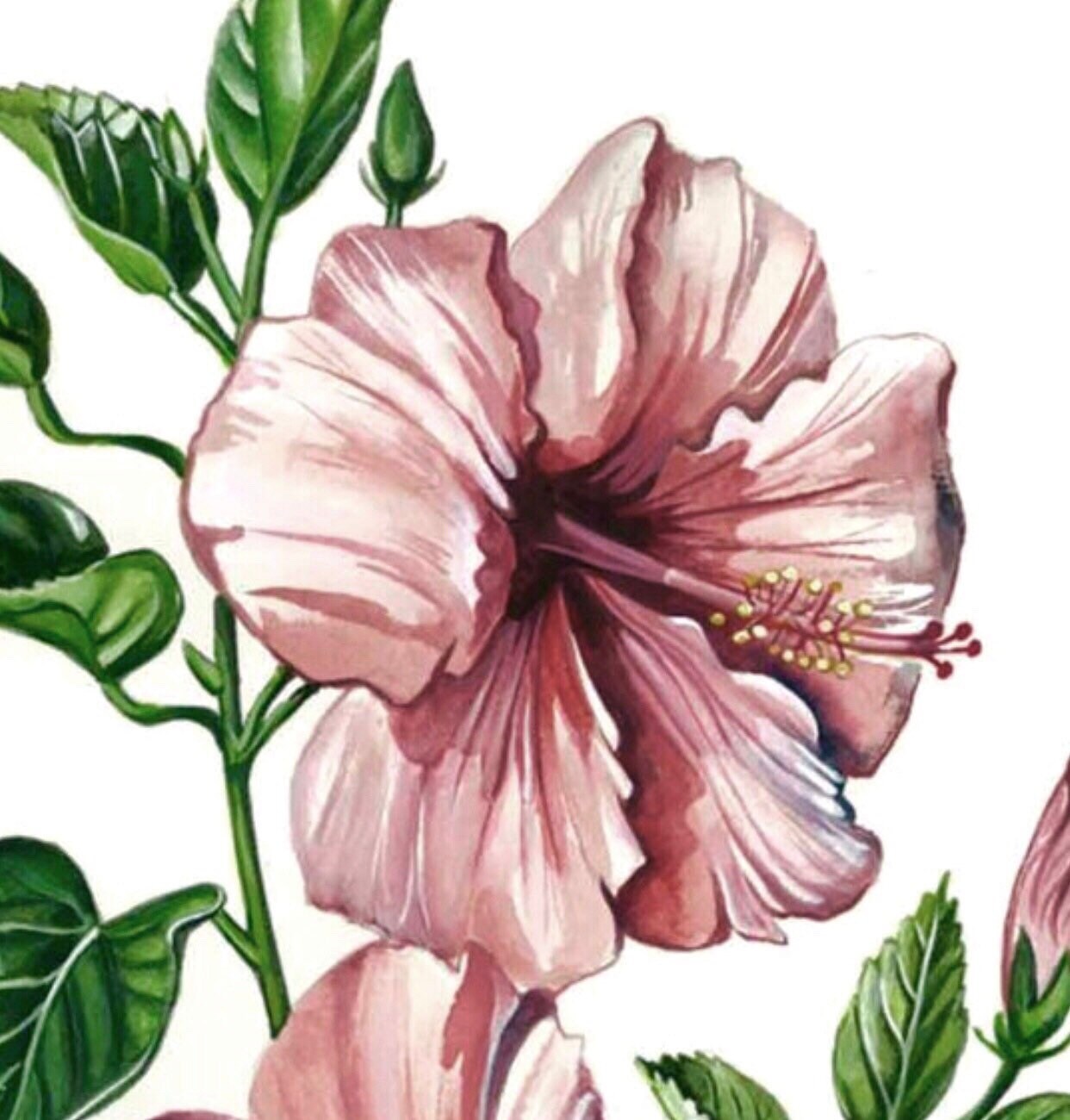 Hibiscus Flowers Watercolour painting Limited edition