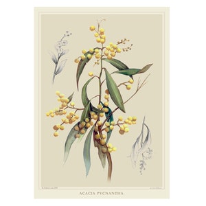 Acacia dorada con ilustraciones - Impresión de reproducción