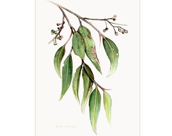 Eucalyptus leaves and gum nuts - Limited edition print (100 only)