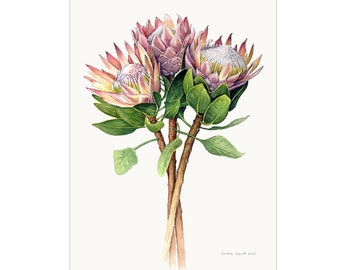 Majestic King Proteas - Limited edition print (250 only)