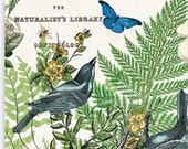 Two (2) Into The Woods, Birds Nest Paper Hostess Napkins for Decoupage and Paper Crafts-MDW
