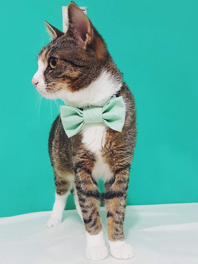 Katzenhalsband mit Fliege Mint Pastell Sicherheitsverschluss Sicheres Katzenhalsband Süße Katzenfliege Hochzeit/Frühling Bild 1