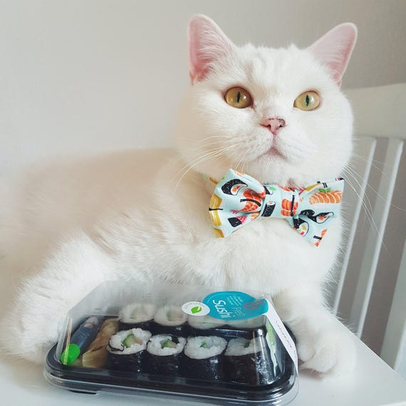 light blue cat collar