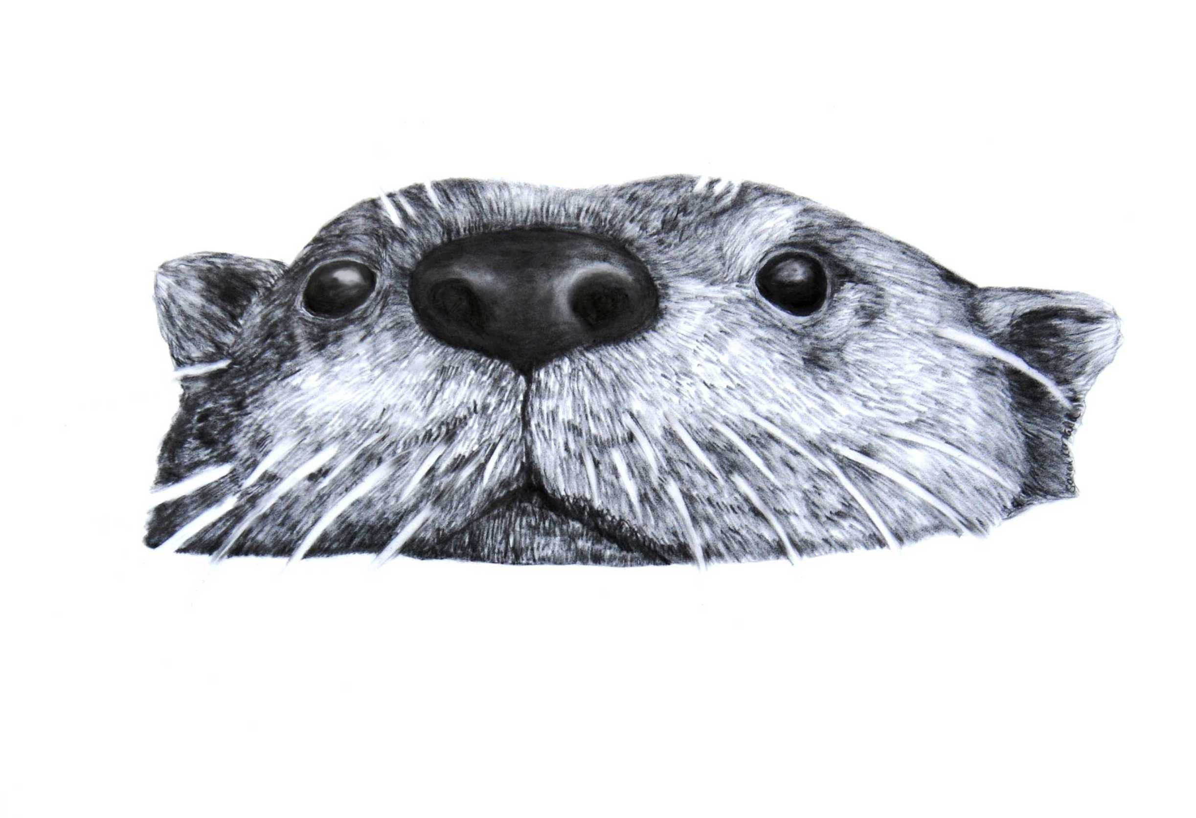 Otter Otter Head Otter Drawing Print on Paper Print of an - Etsy