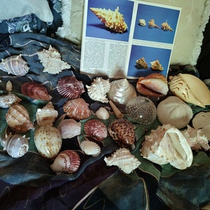 May include: A collection of various seashells in different shapes, sizes, and colors, including white, brown, and red. Some shells are smooth, while others have textured surfaces. A magazine with images of shells is also present.