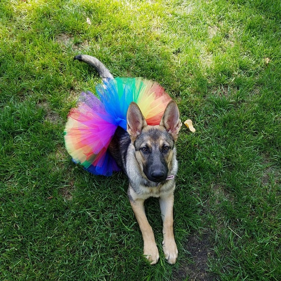 tutu for dogs