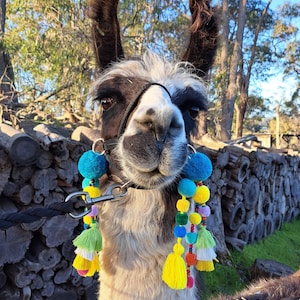 May include: A llama with a black and white face and brown ears wearing a decorative collar with colourful pom-poms and tassels. The llama is outdoors with a leash attached to the collar.