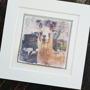 Fox Hill Farm - Etsy