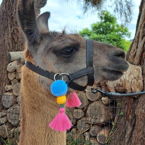 May include: A brown llama wearing a black halter with a leash attached. The halter is decorated with a blue, yellow, and pink tassel. The llama is standing outside near a tree and a stack of logs.