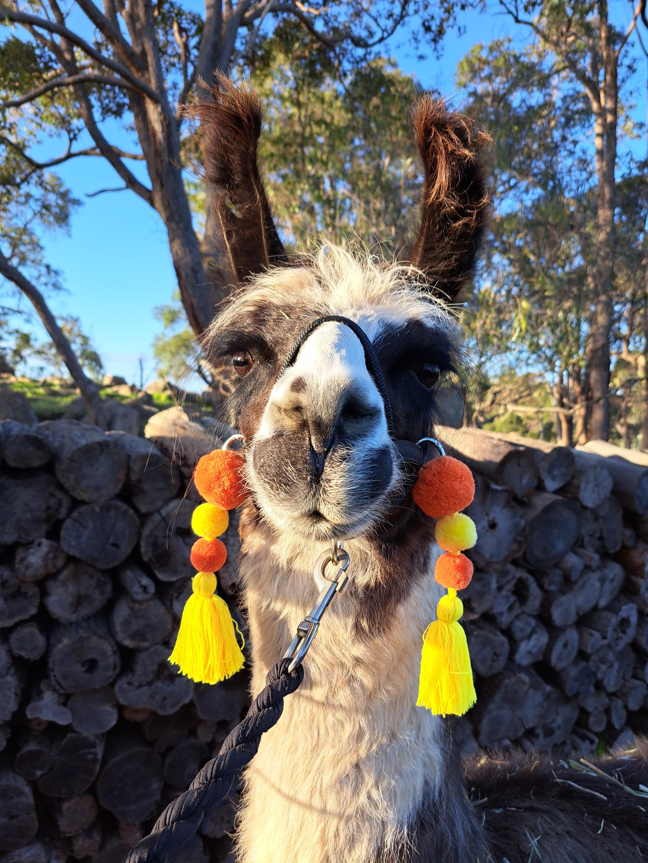 Colourful Llama / Alpaca Halter Tassels - Etsy display picture 1