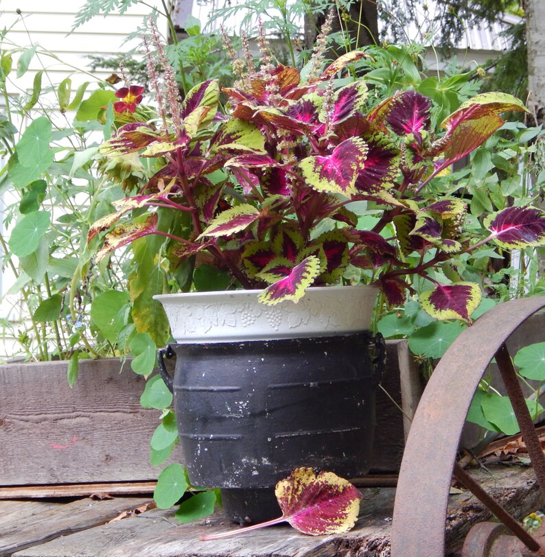Cast Iron Cauldron stew pot bean pot Upcycled Planter