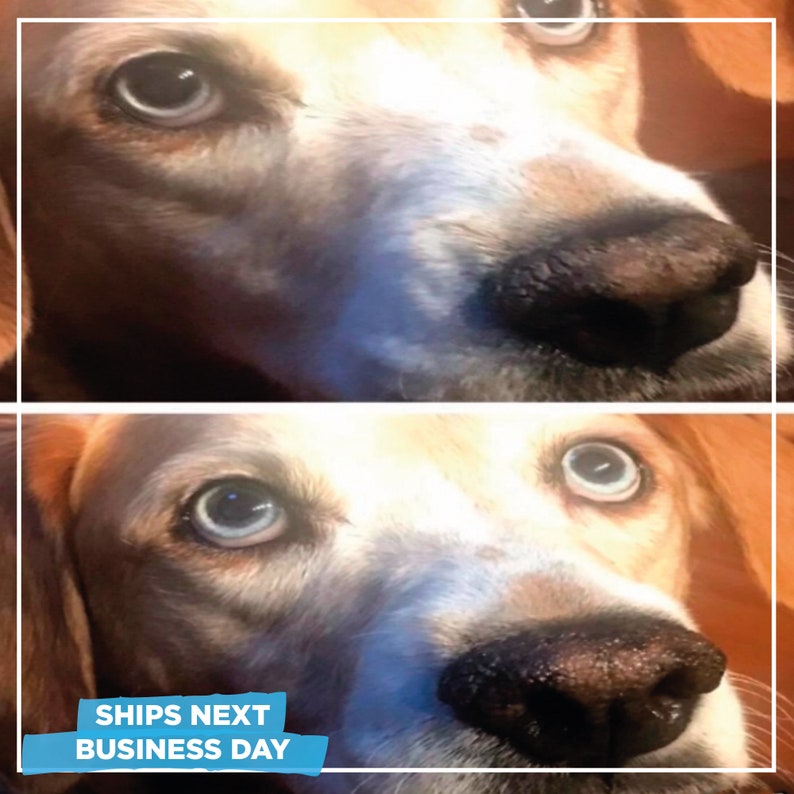 Dog Nose Balm All Purpose Healing Salve for Dry Nose Chapped Etsy