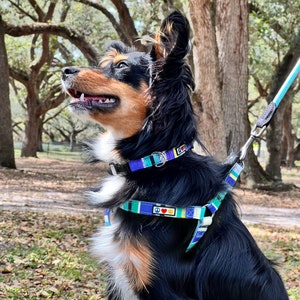 May include: A black and brown dog wearing a blue and yellow patterned harness and lead. The dog is looking up and has its mouth slightly open. The dog is standing in a grassy area with trees in the background.