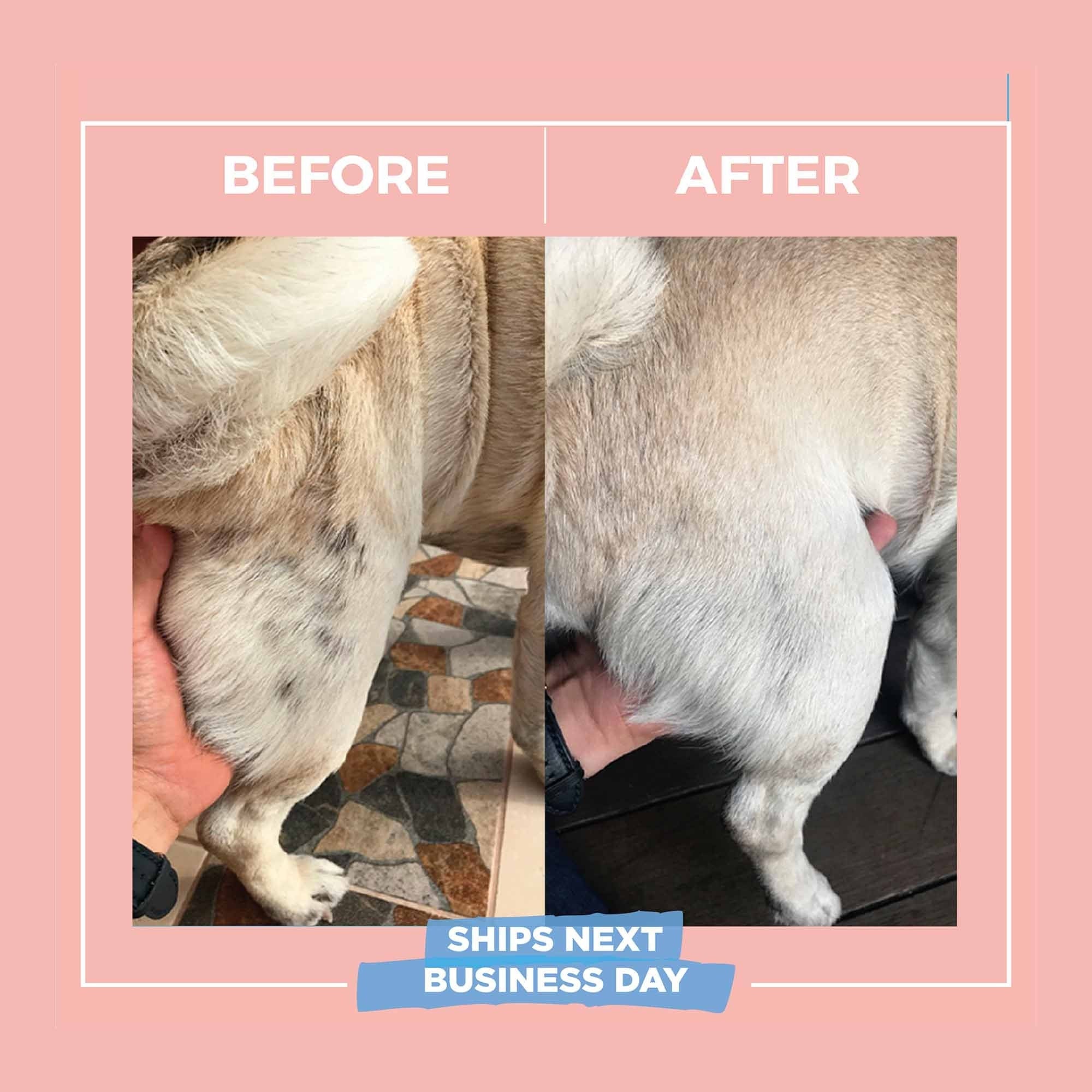 How Do I Treat A Rash On My Dogs Belly