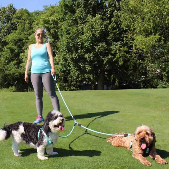 2 dog walking leash