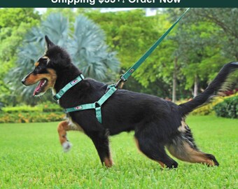 Arnés Antitirones Pawtitas Para Perro Pequeño - Chaleco Acolchado, Malla Transpirable, Reflectante, Ajustable
