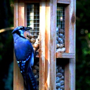 Beautiful cedar wood whole peanut bird feeders Unique bird feeders for blue jays and woodpeckers image 1