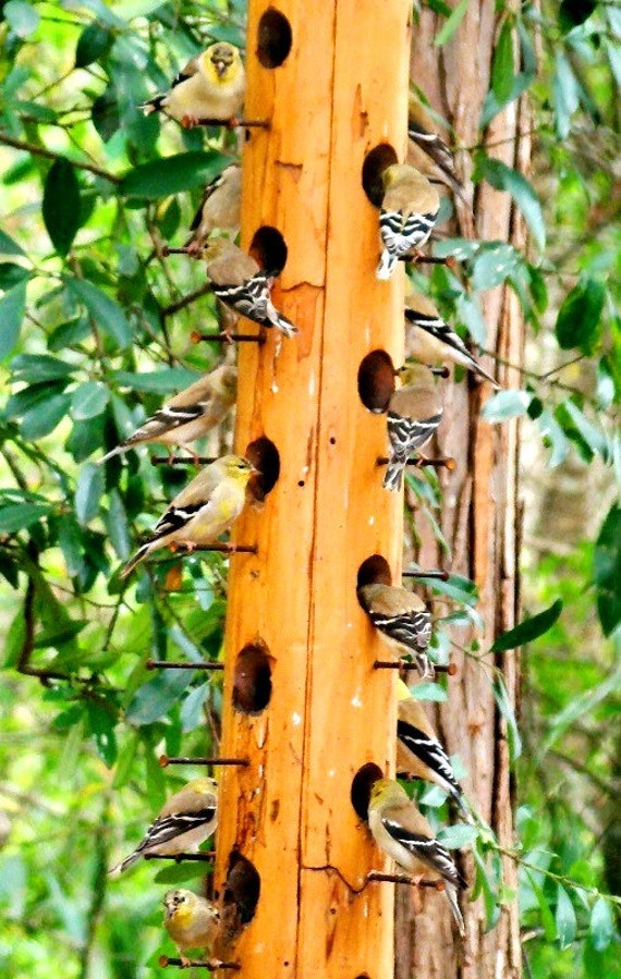 The Best Finch Attracting Wooden Bird Feeder We Make Large Etsy