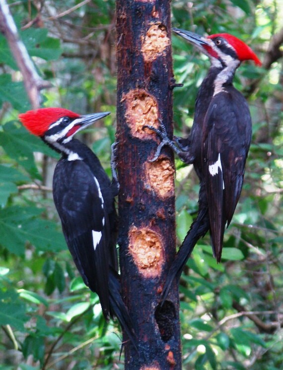 Ultimate Real Wood Large Woodpecker Feeder Suet Feeder Is An Etsy