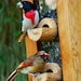 see more listings in the bird feeders section