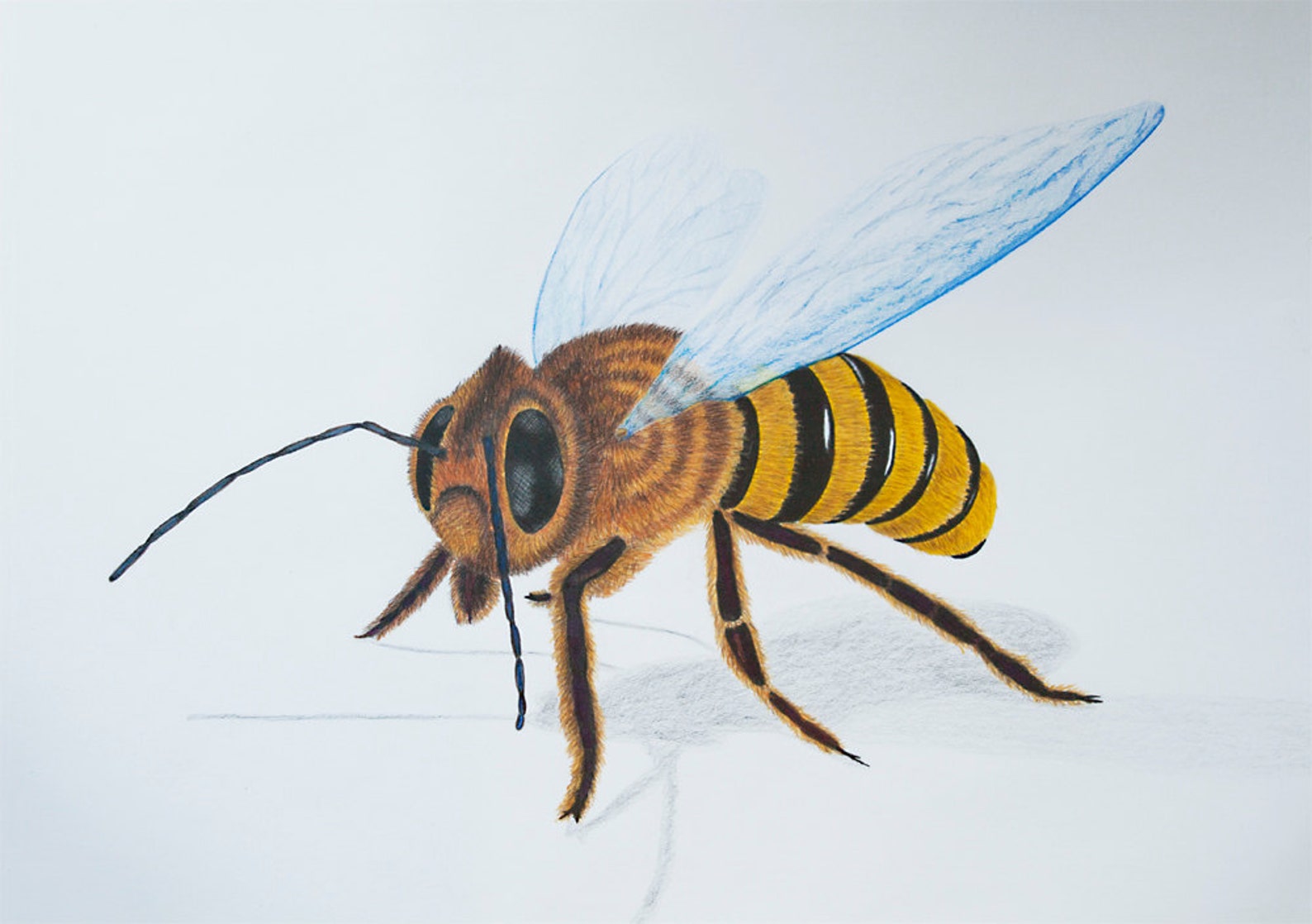 INSECT 1 Hyperrealism Drawing With Colored Pencils Etsy