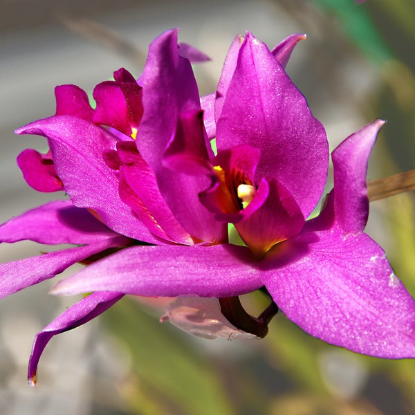 Laelia anceps, Botanical orchid, Instant download, Flower photography, Afri orchids, Two-edged Laelia