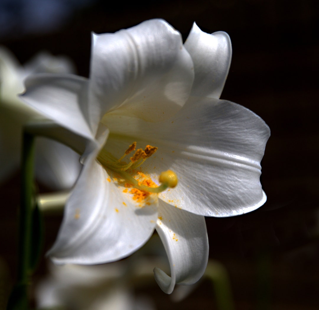 St Joseph Lily, Instant Download, Home Decor, High Definition 300 Dpi