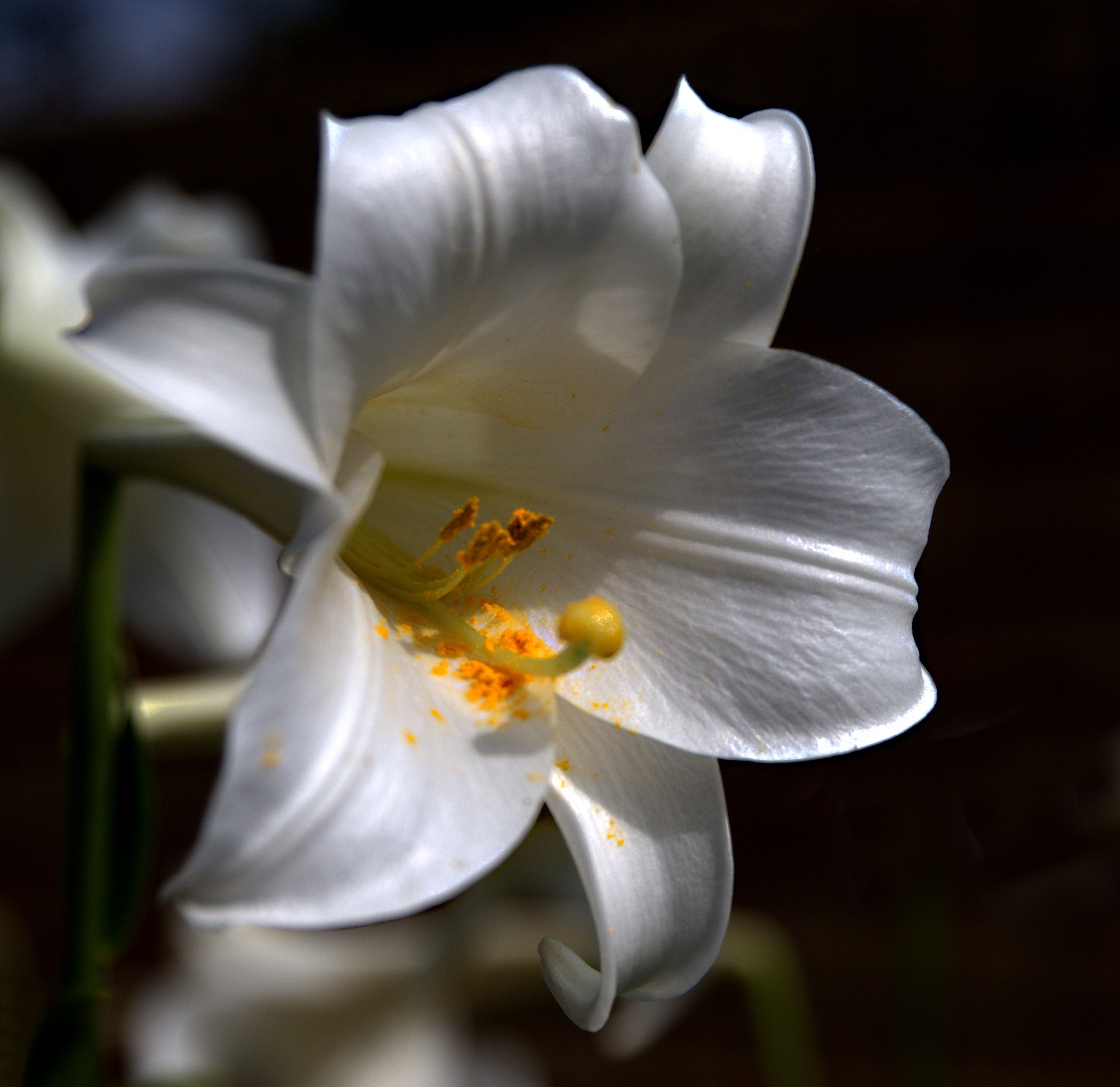 St Joseph Lily, Instant Download, Home Decor, High Definition 300 Dpi