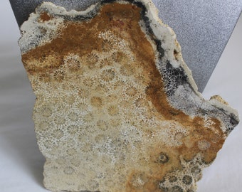 Fossilized Coral 3x2 14x1 inches Natural Fossil Coral Raw Coral Rough Slabs Lapidary Slabs