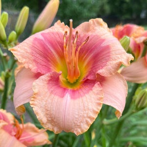 EXOTIC CANDY Daylily Reblooms Live Plant Perennial Bare-root Fan Hemerocallis
