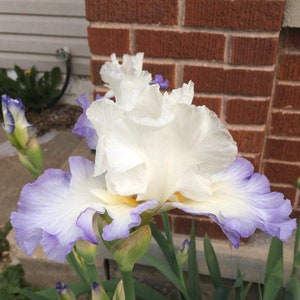 QUEEN’S CIRCLE Tall Bearded Iris Rhizome Live Plant Perennial Bulb