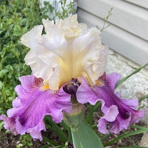 ELDERBERRY PIE Tall Bearded Iris Rhizome Plant Perennial Bulb