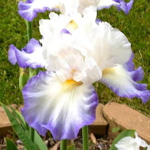 QUEEN’S CIRCLE Tall Bearded Iris Rhizome Live Plant Perennial Bulb