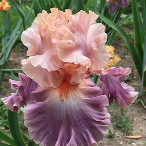 Tall Bearded Iris "PHOTOGENIC" Rhizome Perennial Plant Bulb