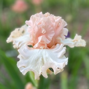 MAGICAL Tall Bearded Iris Rhizome Bubble Ruffled Perennial Bulb