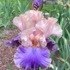 FLORENTINE SILK Tall Bearded Iris Rhizome Perennial Plant Bulb