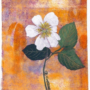 Wild Rose, Rose Stationery, Handmade Gift, Wild Rose Watercolor Notecards - No.  1531  Wild Rose